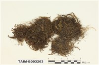 藏品(羽蘚屬)的圖片